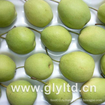 Высокое качество Green New Shandong Pear